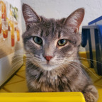 Foxy &amp; Smokey : Rescue Kittens! - OnlyFans Creator