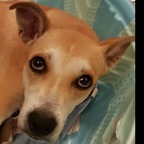 PuppyFans - OnlyFans Creator