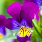 Sophiax49x - OnlyFans Creator