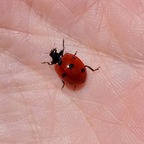 MaryPoppins - OnlyFans Creator