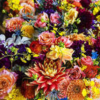 Belle - OnlyFans Creator