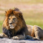 Lion Heart TV - OnlyFans Creator