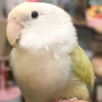 sora wong - OnlyFans Creator