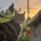 Jiji_The_Cat - OnlyFans Creator